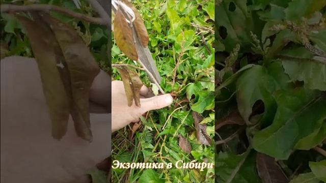 Азимина Пау-Пау Северный банан.#азимина#северныйбанан#паупау смотреть онлайн