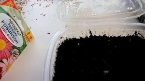 Как взошли просроченные семена цветов Персидская ромашка Робинзон - спустя 2 недели