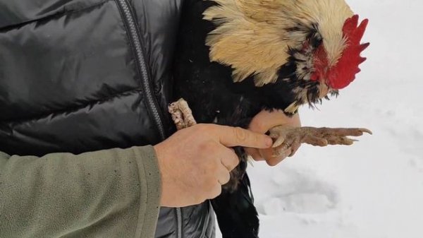 Фавероль, шпора или палец