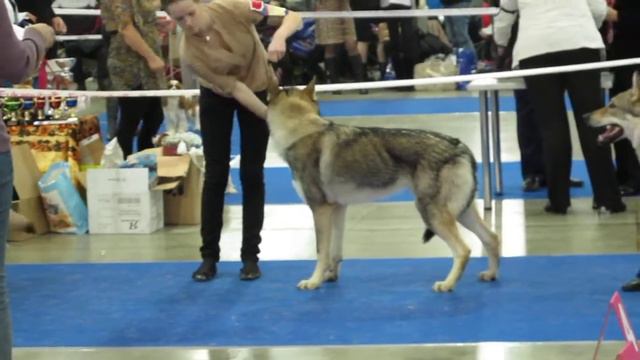 2 Россия 2012 кобели юниоры Brut z Belskeho Hajecku Airwolf z Molu Es и Эпоха Виктории Акелло смотреть онлайн
