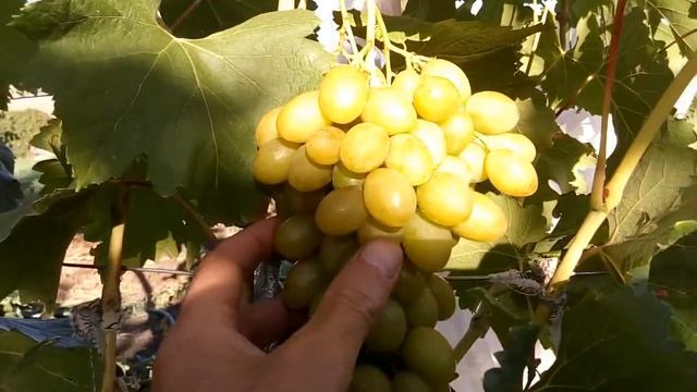 Виноград Иллария на 01 09 2020г смотреть онлайн
