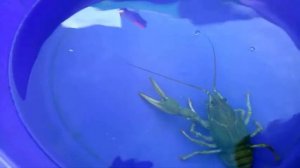 Речной рак.