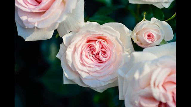 РОЗЫ смотреть онлайн