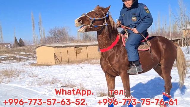 Ат Сатылды Чалмай Жок ? смотреть онлайн