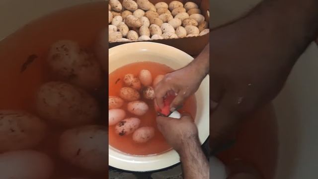 Закладка гусиного яйца в инкубатор несушка. смотреть онлайн