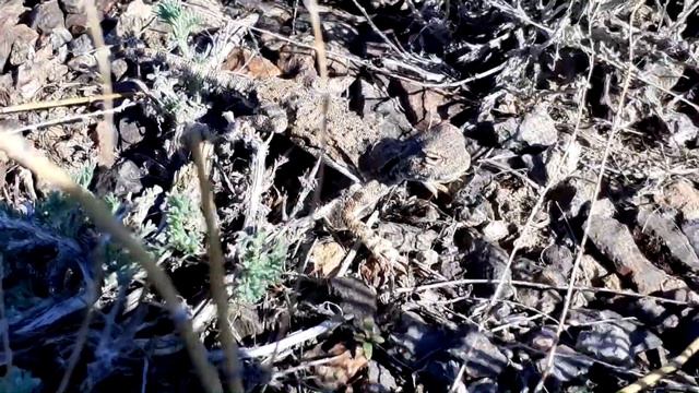 СНОВА НА ПЫЛЬНОМ ПОХОДЕ 1771Г. смотреть онлайн