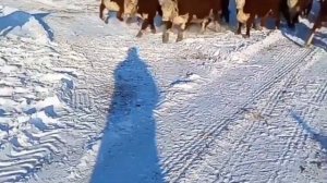 Коровы, подготовка к осеменению. Герефордская порода КРС.