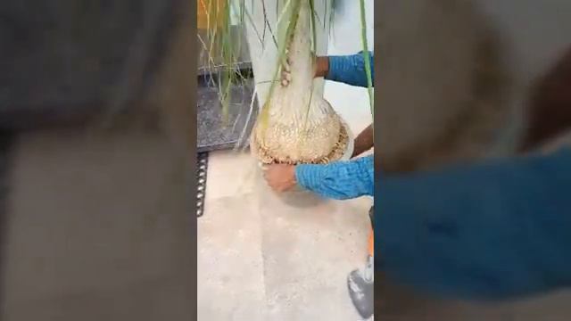 How to maintain ponytail palm plant смотреть онлайн