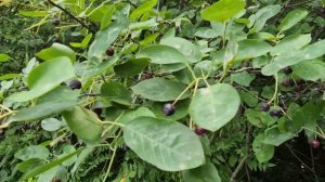 Отличие ирги ольхолистной от ирги канадской