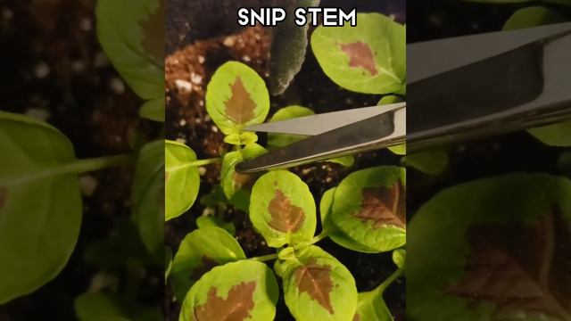 Growing coleus from seed: Cheap and easy stackable planter смотреть онлайн