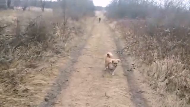 #ЕЙСК, #ДАЧИ ?Петушок пойдёт на суп! Нашла колодец с водой! Что за растение.?