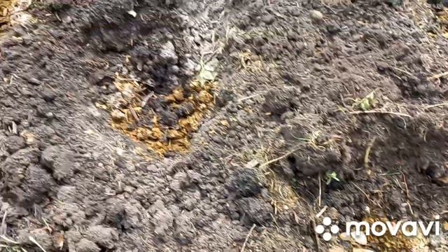 Глаза боятся,руки делают// А картоха  то поспела))))5 июня