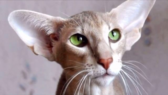 Девушка приютила страшного котёнка с большими ушами. Однако она была поражена тем, каким он вырос смотреть онлайн