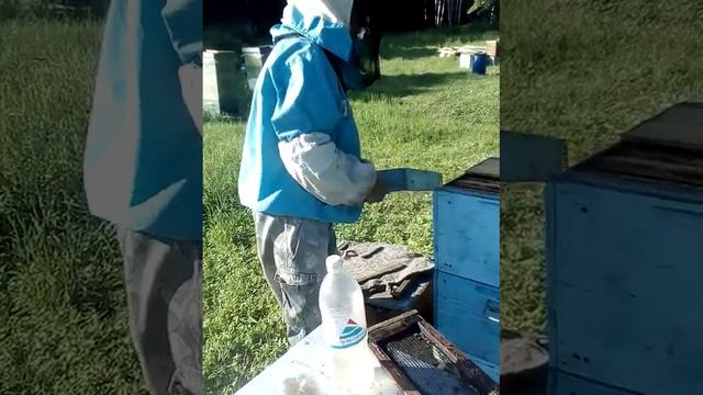 Пасека, как мы объеденяем пчел смотреть онлайн