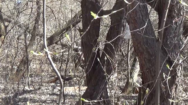 Белка меняет шубку на летнюю, наполовину полиняла 29 апр 2022 смотреть онлайн