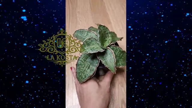 Сансевиерия Стар Грин Гранит смотреть онлайн