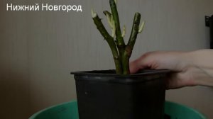 Купила розу за 222р в Леруа Мерлен,КАК ПОСАДИЛА В КАШПО,КАК ОБРЕЗАЛА .УРОК ДЛЯ НОВИЧКОВ.