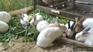 Кролики. Вольерное содержание.