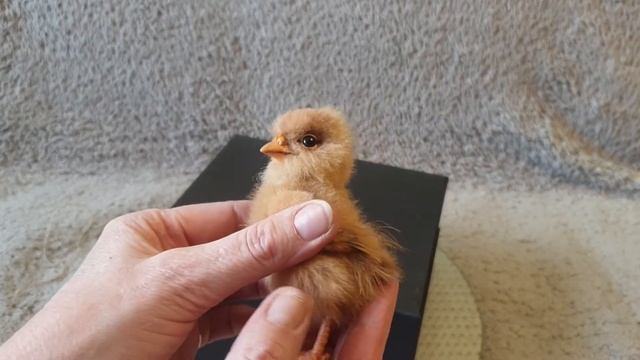 цыпа тедди два смотреть онлайн