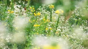 Музыка из кф Раба любви+звуки природы