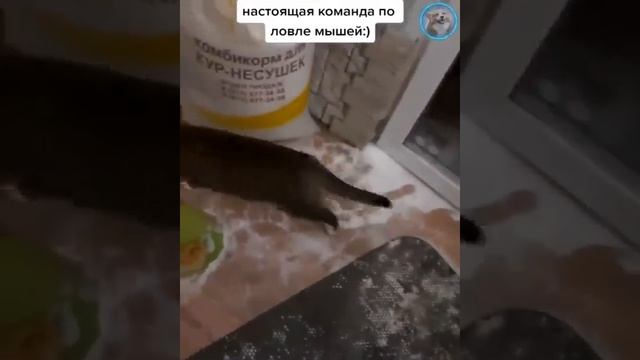 Смешные животные #154.mp4 смотреть онлайн