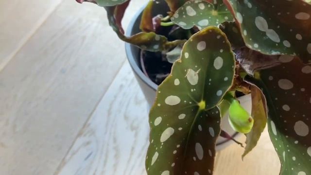 БЕГОНИЯ МАКУЛАТА/ ПЯТНИСТАЯ. Уход в домашних условиях. смотреть онлайн