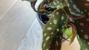 БЕГОНИЯ МАКУЛАТА/ ПЯТНИСТАЯ. Уход в домашних условиях.