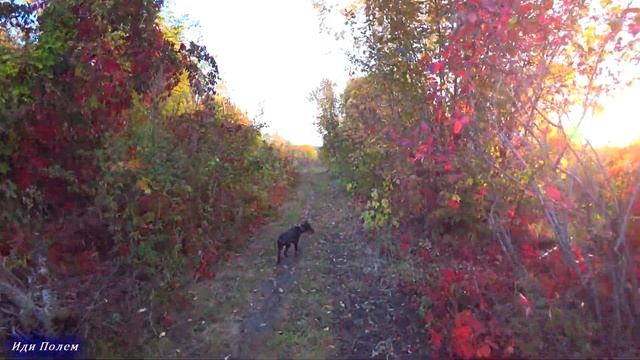 Утренняя прогулка с Алтаем.Дачи.Поезд. смотреть онлайн
