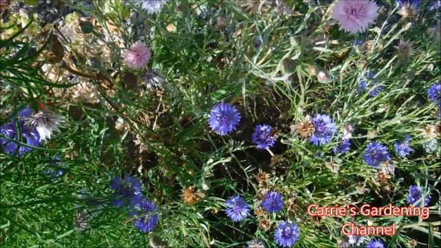 how to collect bachelor buttons seeds, how to collect cornflower seeds смотреть онлайн