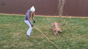 Пума Месси тренируется в охоте