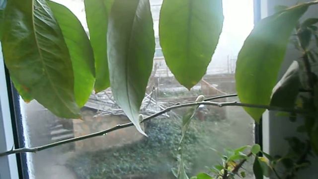 Лимон в домашних условиях .Часть 1 смотреть онлайн