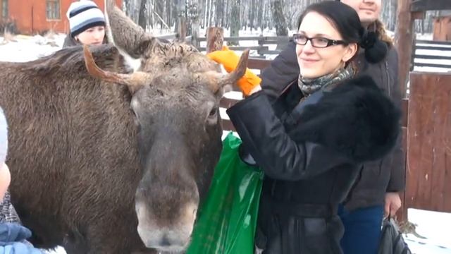 Лосенок Рома - На экскурсии в Лосином Острове смотреть онлайн