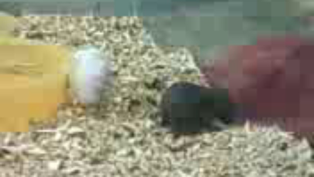 Маленькие хомячки