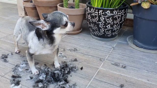 How to Shave Your Dog at Home | Wahl Arco Pet Clipper смотреть онлайн