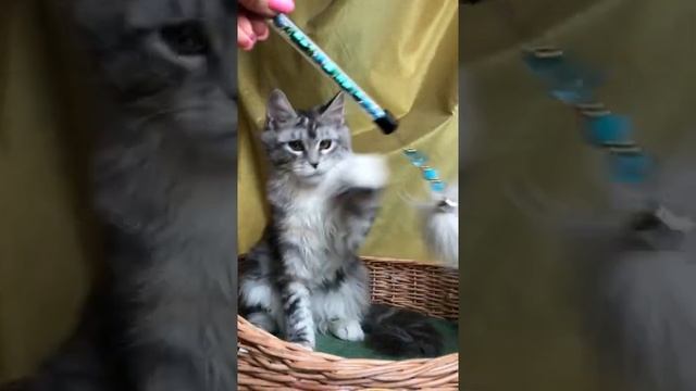 № 2483P* кошка Мейн-кун Чёрный серебристый мрамор с белым (ns 22 09) (возможно fs 22 09) 4,5 месяца смотреть онлайн