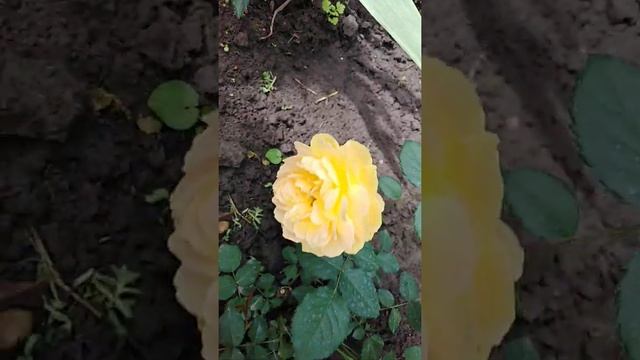 Цветение розы Молинью