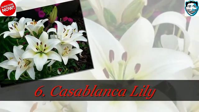 Top 10 Most Beautiful Night Blooming Flowers смотреть онлайн