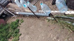 Как избавиться от надоедливых птиц у себя на участке.