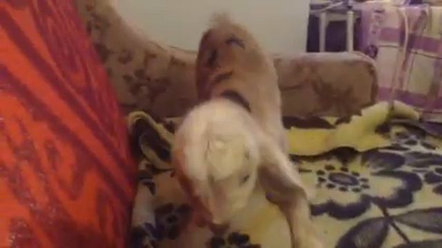 Шарфик уже ест и сам встаёт . смотреть онлайн