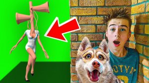 ДЕВУШКА СИРЕНОГОЛОВЫЙ ВЛЮБИЛАСЬ В МЛАДШЕГО ЧЕЛОВЕКА!! (Хаски Бублик) Говорящая собака