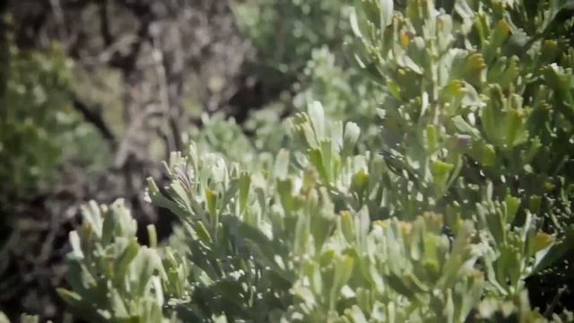 Highlights from the Great Divide Mountain Bike Route смотреть онлайн