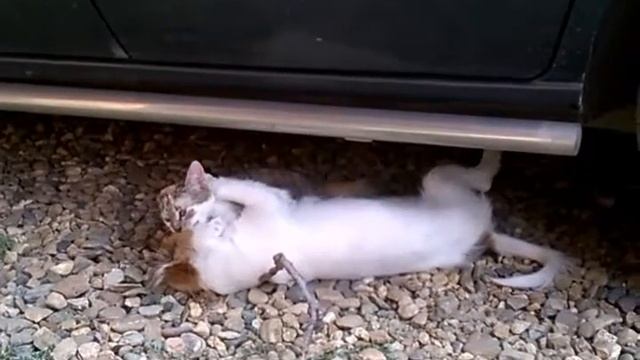 Кошка грызет собаку