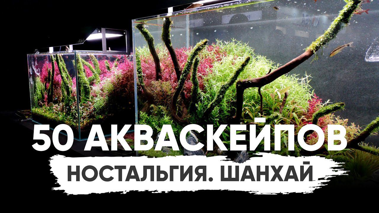 40 акваскейпов из Шанхая CIPS 2019