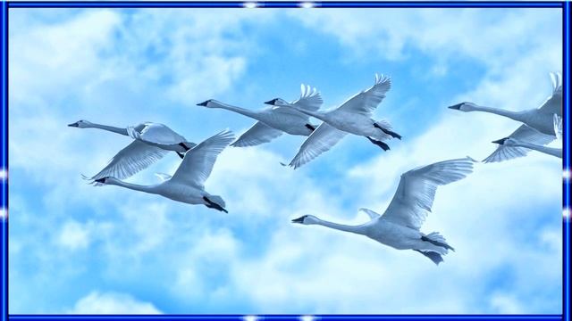 Ян Райбург - Лебеди летят. Автор ролика Шатоба Владимир.mp4