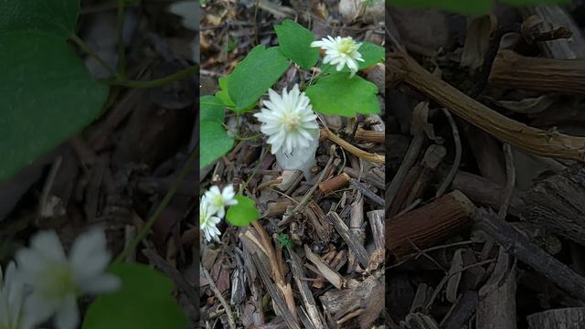 Анемонеллы и анемоны в моем саду.