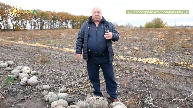 Великоцукристий гарбуз Славута смотреть онлайн