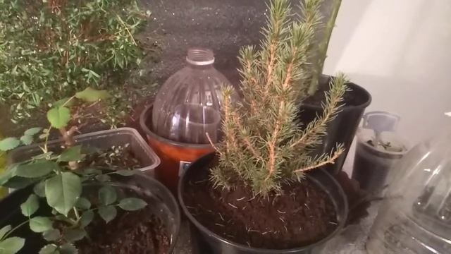 Елочка из Пятёрочки! смотреть онлайн