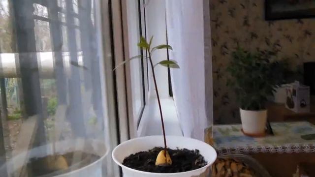 Процесс роста авокадо смотреть онлайн