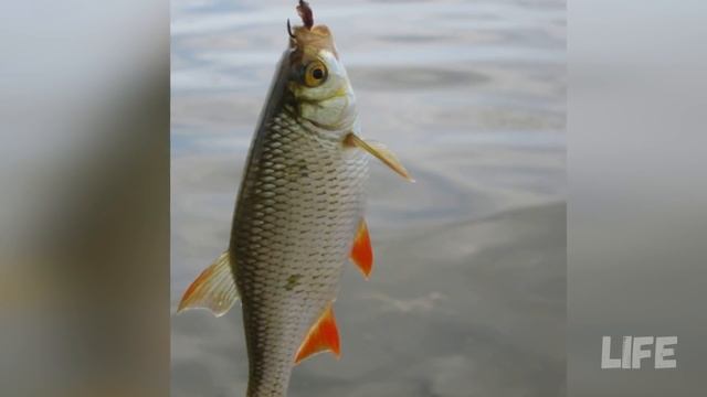 Как ловить плотву в апреле? смотреть онлайн