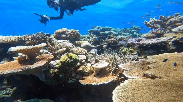 Diving the Great Barrier Reef | Australia's Underwater Paradise смотреть онлайн